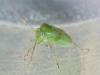Taylorilygus apicalis